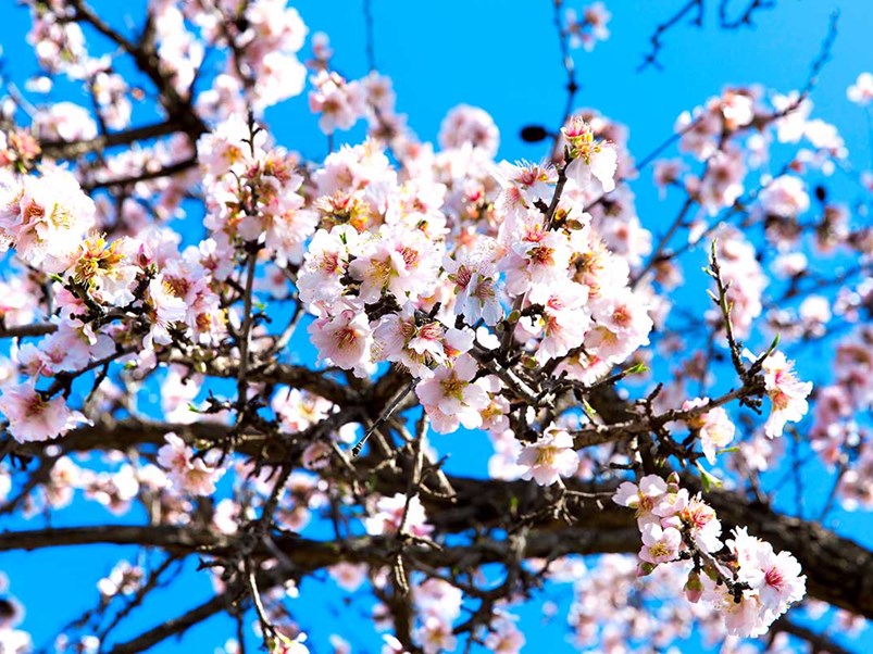 Arbol-almendro